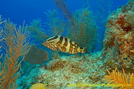 grouper-reef_3279